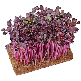 Микрозелень редис фиолетовый Санго