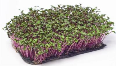Микрозелень капусты Капуста фиолетовая в наличии увеличенное фото