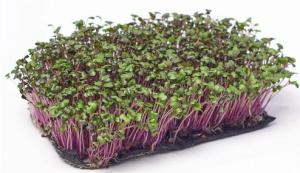 Микрозелень капусты Капуста фиолетовая в наличии 