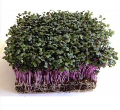 Микрозелень капусты Кольраби в наличии увеличенное фото