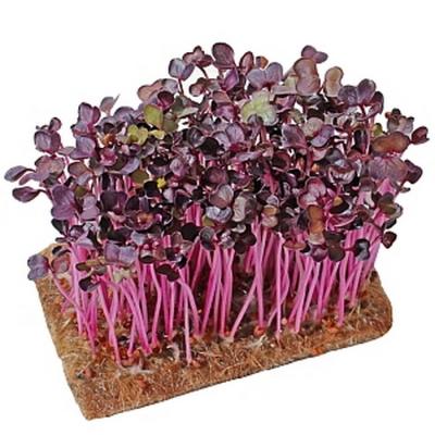 Микрозелень редиса Санго фиолетовая под заказ 9 дней увеличенное фото